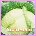 //www.pooyingnaka.com/images/picture/cabbage.jpg
