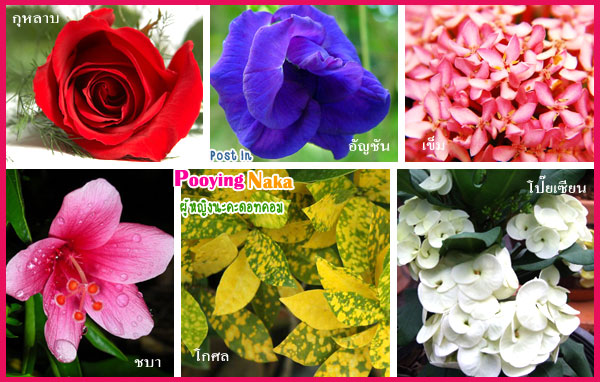 ดอกไม้ประจำวันเกิด, ต้นไม้ประจำวันเกิด, ต้นไม้เสริมชะตา, ดอกไม้เสริมชะตา