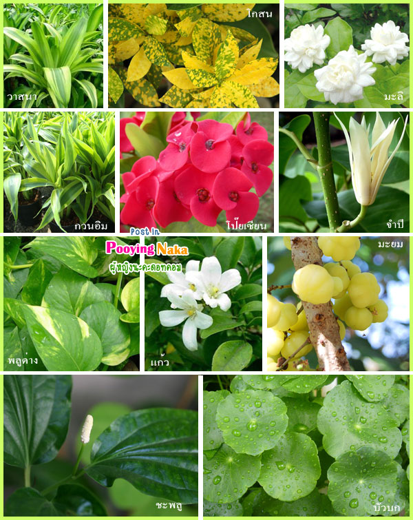 ดอกไม้ประจำวันเกิด, ต้นไม้ประจำวันเกิด, ต้นไม้เสริมชะตา, ดอกไม้เสริมชะตา