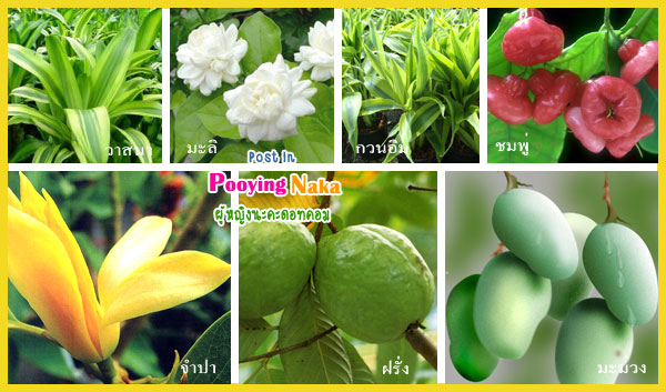 ดอกไม้ประจำวันเกิด, ต้นไม้ประจำวันเกิด, ต้นไม้เสริมชะตา, ดอกไม้เสริมชะตา