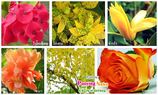 ดอกไม้ประจำวันเกิด, ต้นไม้ประจำวันเกิด, ต้นไม้เสริมชะตา, ดอกไม้เสริมชะตา