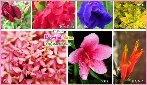 ดอกไม้ประจำวันเกิด, ต้นไม้ประจำวันเกิด, ต้นไม้เสริมชะตา, ดอกไม้เสริมชะตา