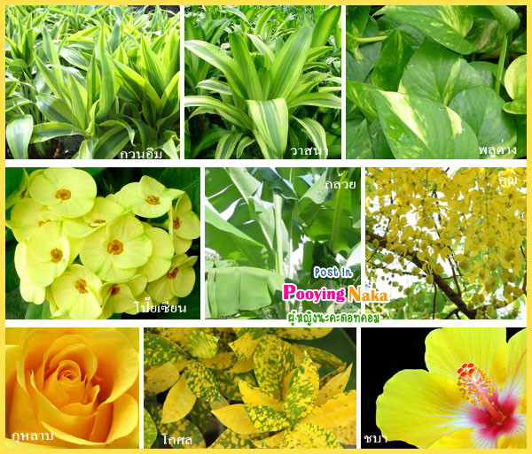 ดอกไม้ประจำวันเกิด, ต้นไม้ประจำวันเกิด, ต้นไม้เสริมชะตา, ดอกไม้เสริมชะตา