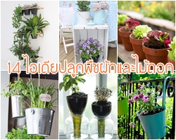 14 ไอเดียปลูกพืชผักและไม้ดอก พื้นที่น้อยก็ทำได้ สำหรับหอพักและคอนโด