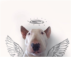 10 ภาพ Portrait น้องหมาสุดน่ารัก