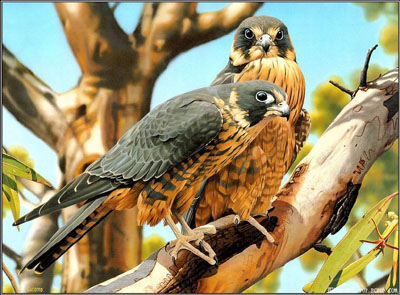 รูปภาพคอมเมนต์