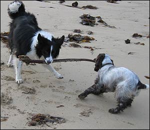 รูปภาพคอมเมนต์