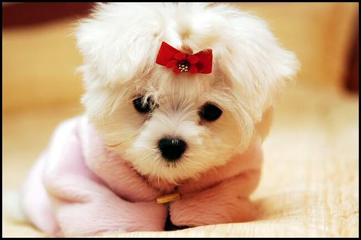 รูปภาพคอมเมนต์