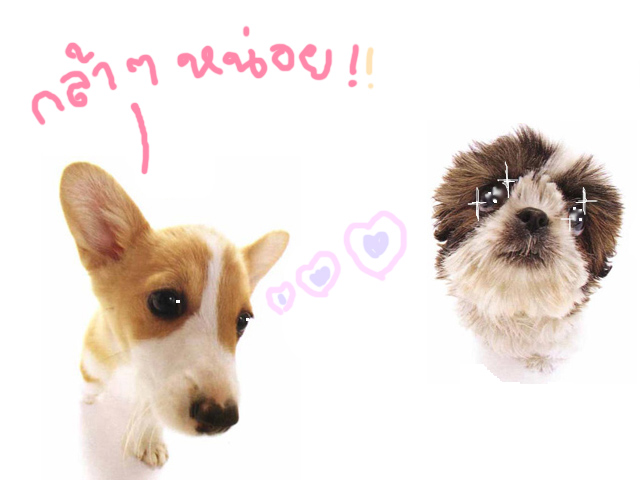 รูปภาพคอมเมนต์