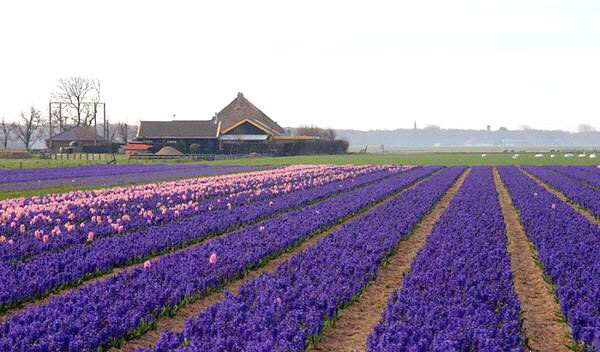 รูปภาพคอมเมนต์