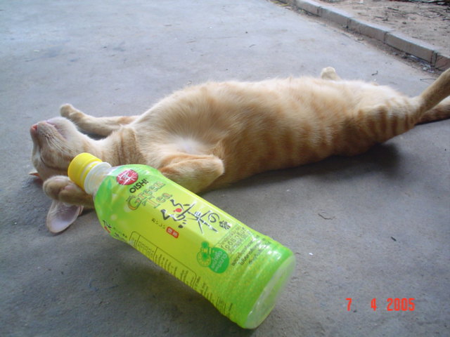 รูปภาพคอมเมนต์