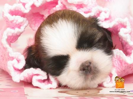 รูปภาพคอมเมนต์