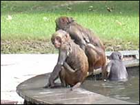 รูปภาพคอมเมนต์