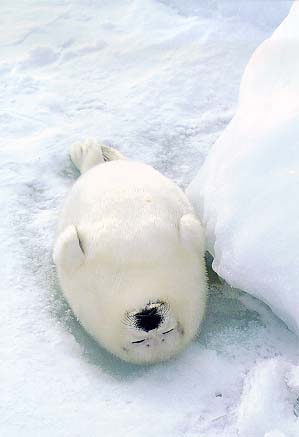 รูปภาพคอมเมนต์