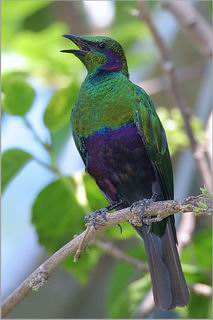 รูปภาพคอมเมนต์