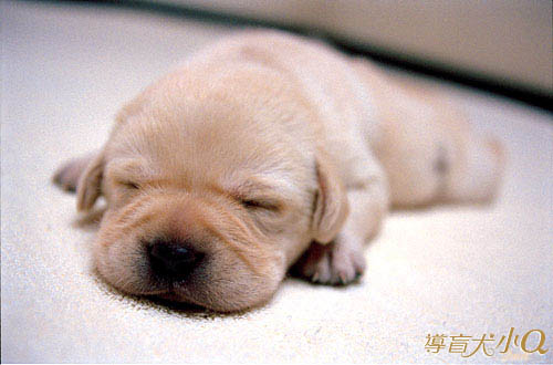 รูปภาพคอมเมนต์