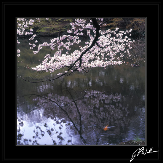 รูปภาพคอมเมนต์