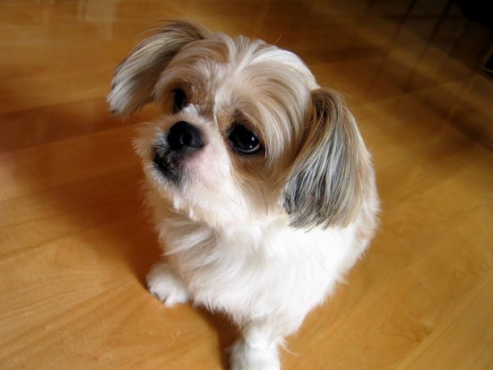 รูปภาพคอมเมนต์