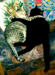 รูปภาพคอมเมนต์