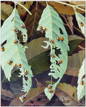 รูปภาพคอมเมนต์