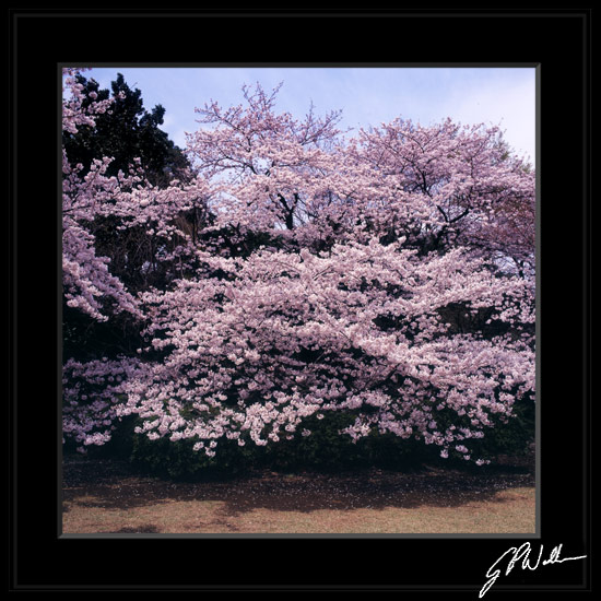 รูปภาพคอมเมนต์