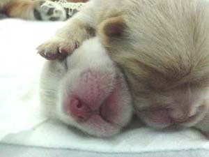 รูปภาพคอมเมนต์