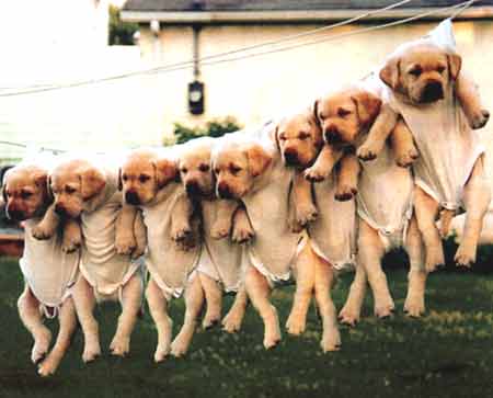 รูปภาพคอมเมนต์