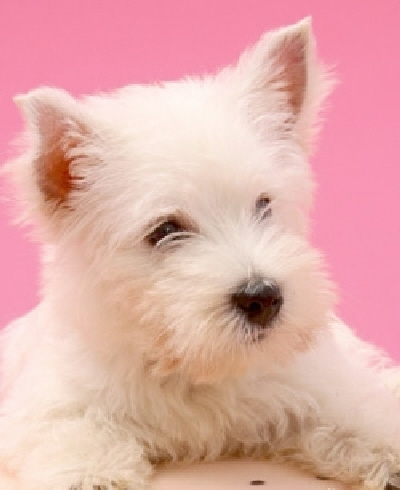 รูปภาพคอมเมนต์