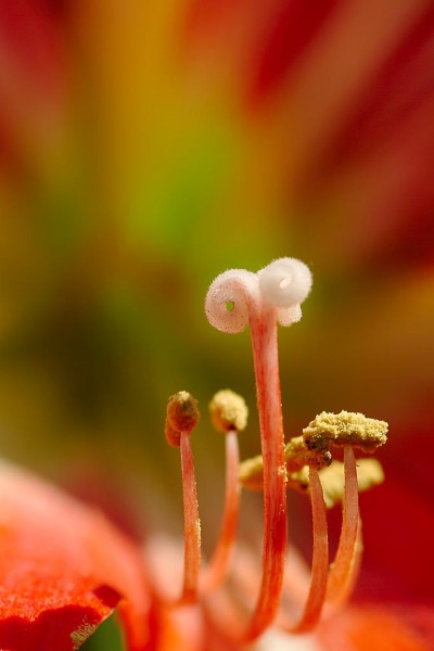 รูปภาพคอมเมนต์