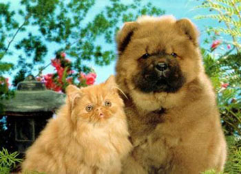 รูปภาพคอมเมนต์