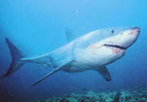 รูปภาพคอมเมนต์