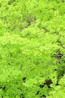 รูปภาพคอมเมนต์