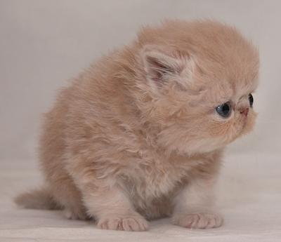 รูปภาพคอมเมนต์