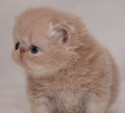 รูปภาพคอมเมนต์