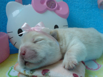 น้องหมามาแล้วจ้า