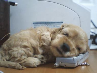 รูปภาพคอมเมนต์