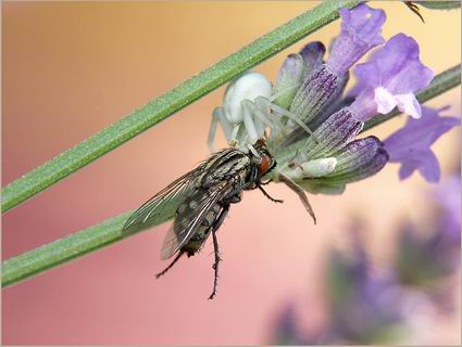 รูปภาพคอมเมนต์