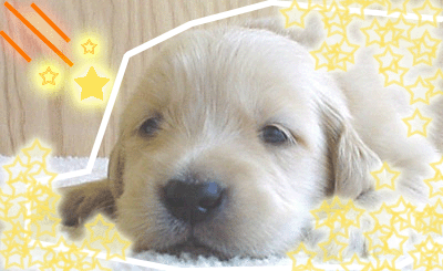 รูปภาพคอมเมนต์