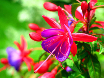 รูปภาพคอมเมนต์