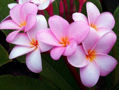 รูปภาพคอมเมนต์