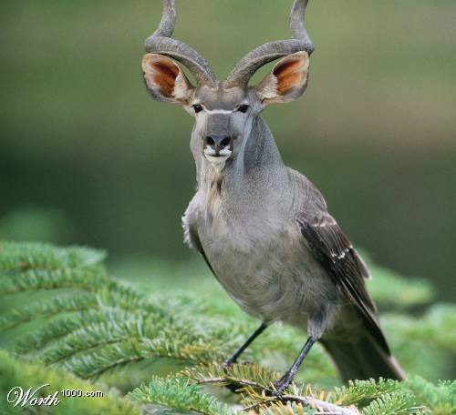 รูปภาพคอมเมนต์