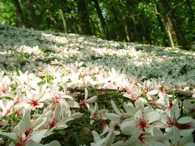 ดอกไม้ริมทาง