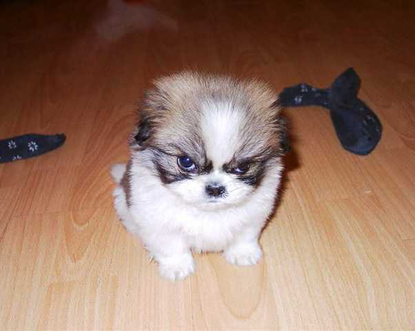 ใครชอบ น้องหมา เข้ามาเลย มีให้ดูเยอะแยะ