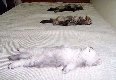 เอามาให้ดูกันน่ารักๆ