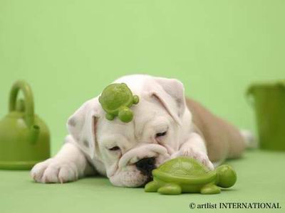 รูปภาพคอมเมนต์