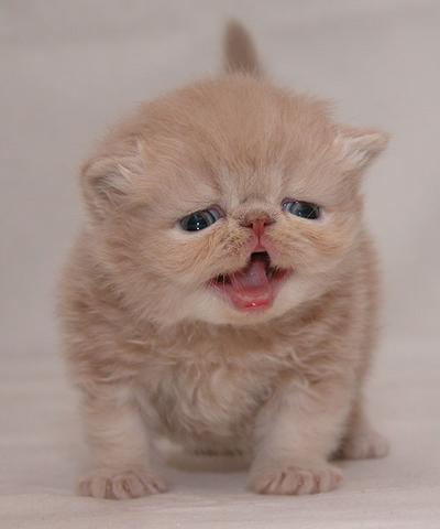 รูปภาพคอมเมนต์