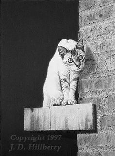 รูปภาพคอมเมนต์