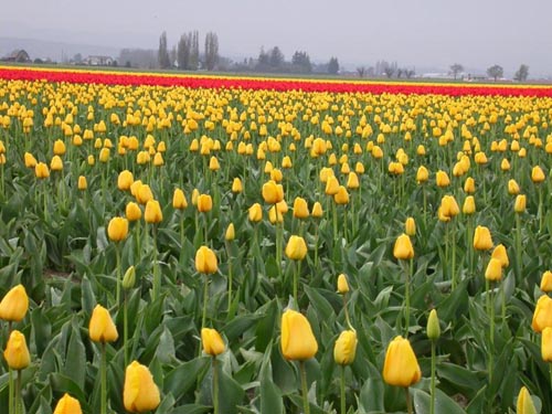 รูปภาพคอมเมนต์