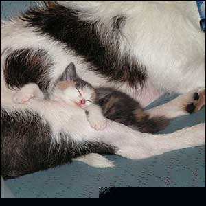 รูปภาพคอมเมนต์