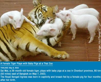 รูปภาพคอมเมนต์